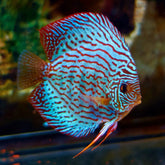 Red Turquoise Discus